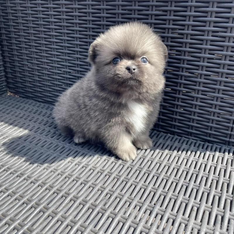 販売中の山梨県のミックス犬-456022の7枚目