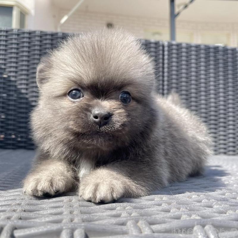 販売中の山梨県のミックス犬-456022の6枚目