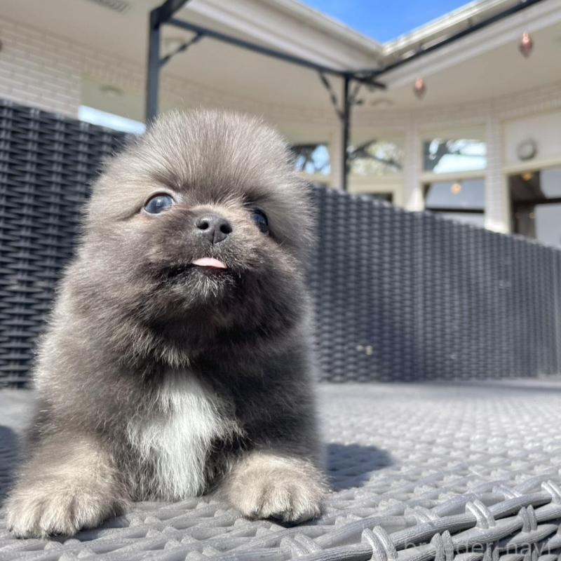 販売中の山梨県のミックス犬-456022の5枚目