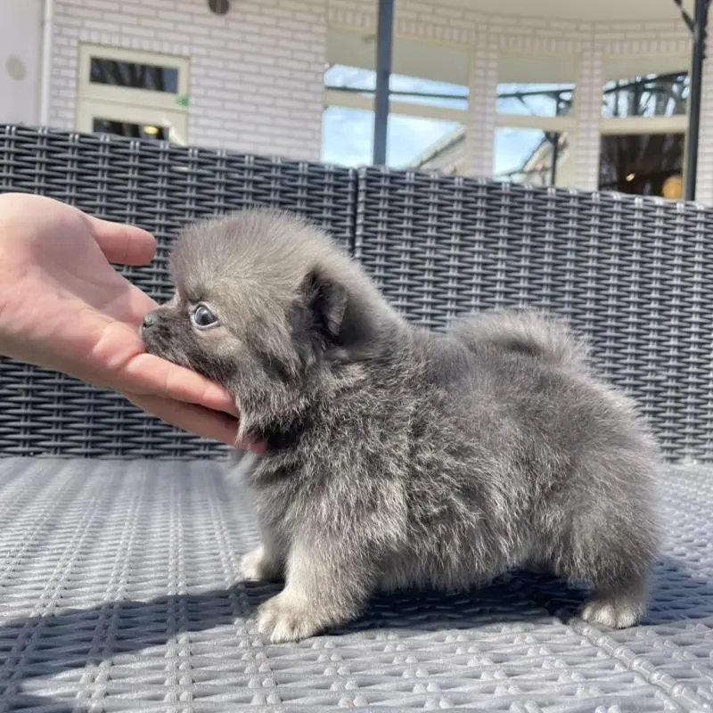 販売中の山梨県のミックス犬-456022の4枚目
