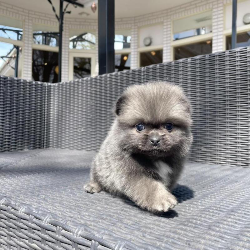 販売中の山梨県のミックス犬-456022の3枚目