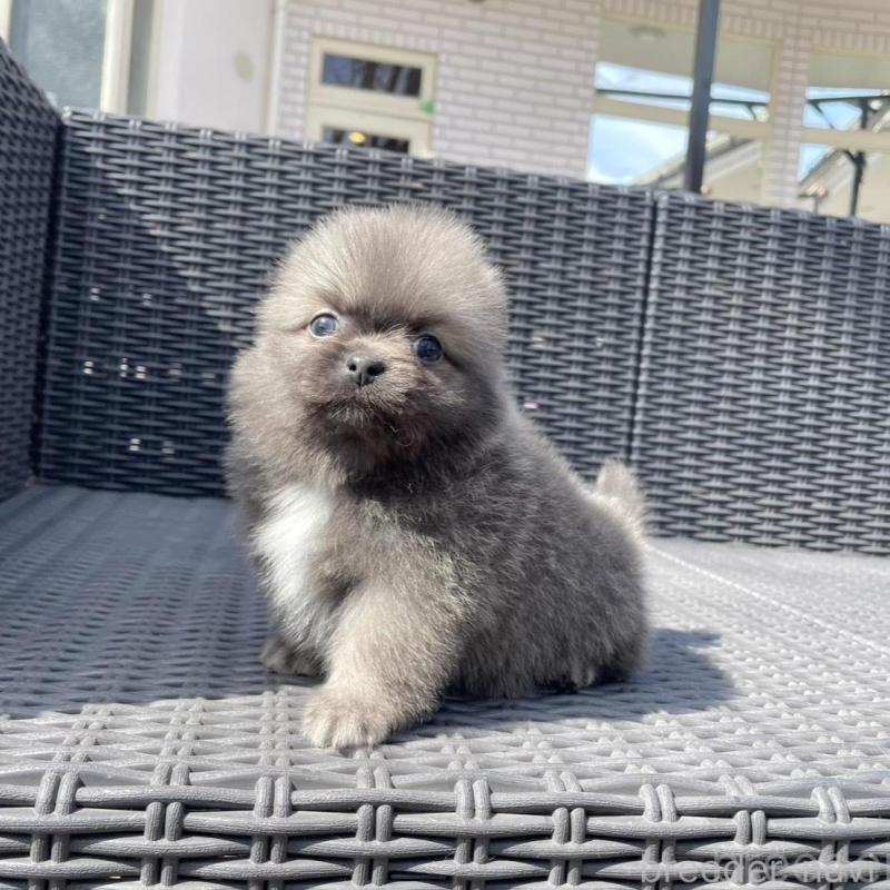 販売中の山梨県のミックス犬-456022の2枚目