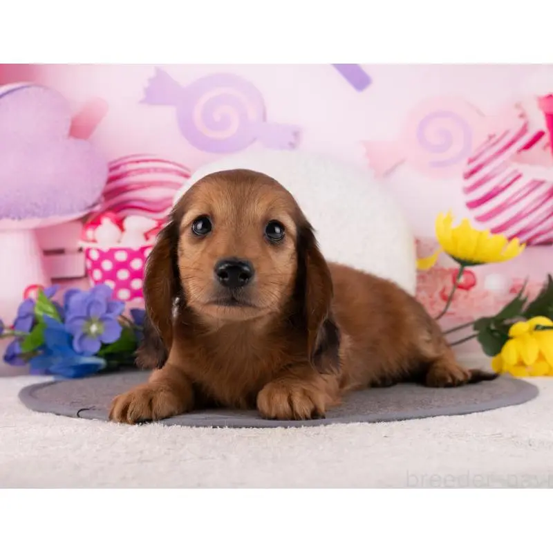 販売中の岐阜県のミニチュアダックスフンド(ロングヘアード)-456025の5枚目