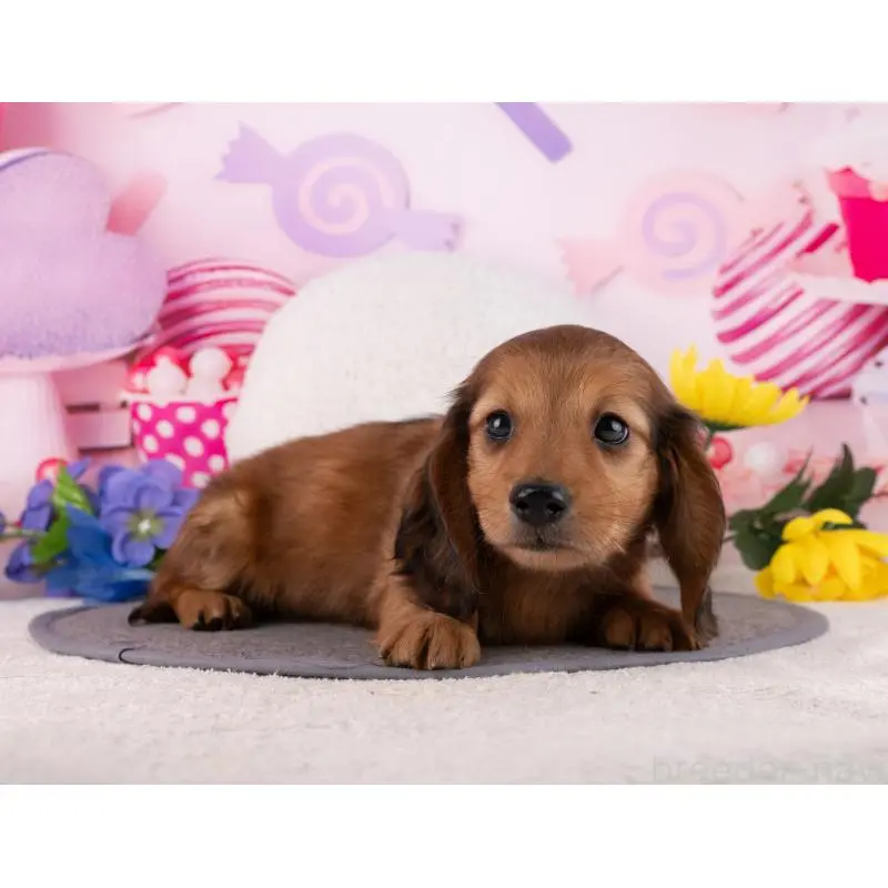 販売中の岐阜県のミニチュアダックスフンド(ロングヘアード)-456025の4枚目