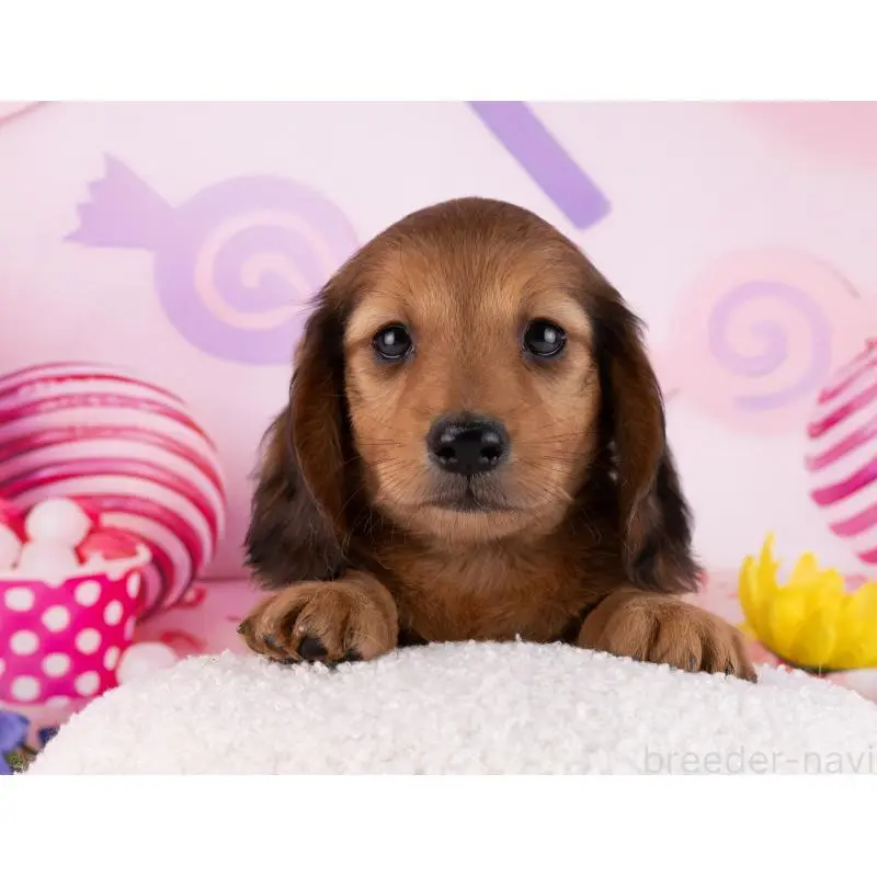 販売中の岐阜県のミニチュアダックスフンド(ロングヘアード)-456025の3枚目