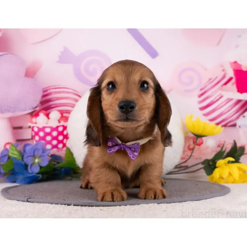 販売中の岐阜県のミニチュアダックスフンド(ロングヘアード)-456025の2枚目