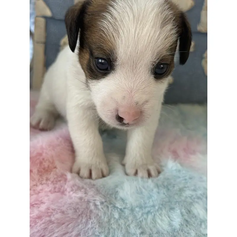 販売中の宮崎県のジャックラッセルテリア-456027の8枚目