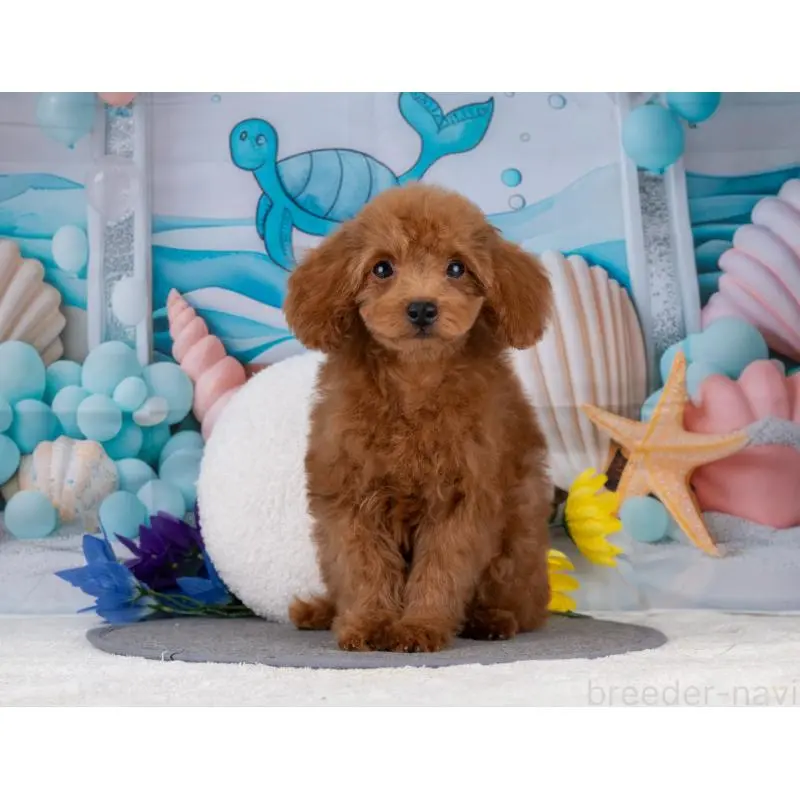 販売中の岐阜県のトイプードル-456031の7枚目