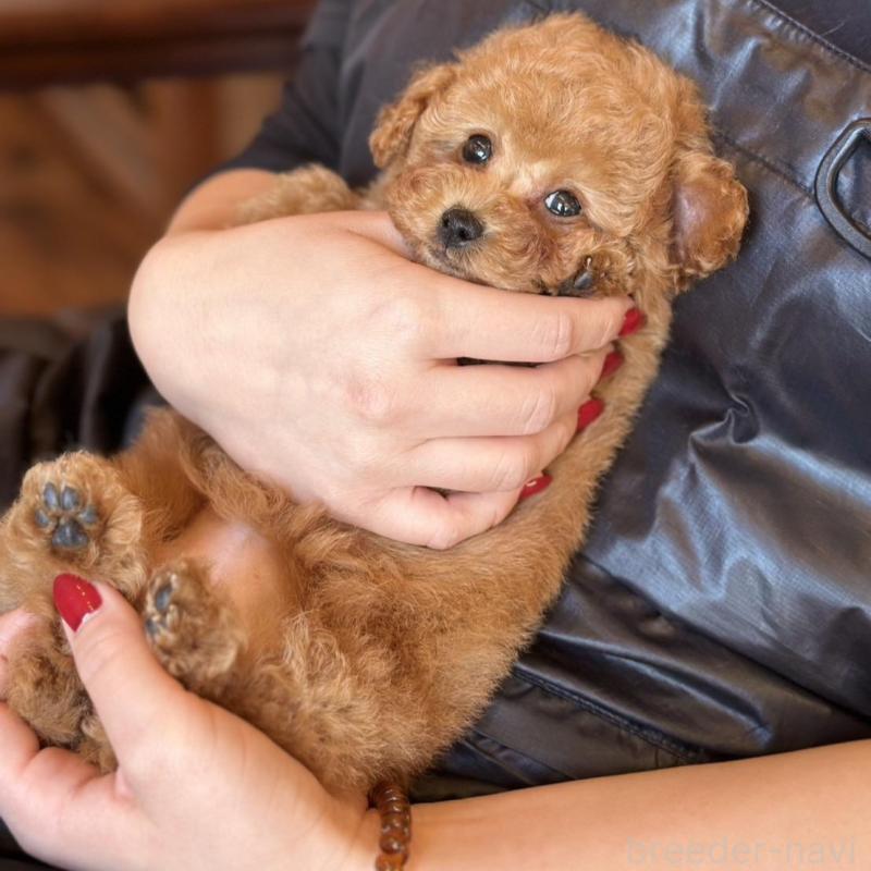 販売中の岡山県のタイニープードル-456026の7枚目