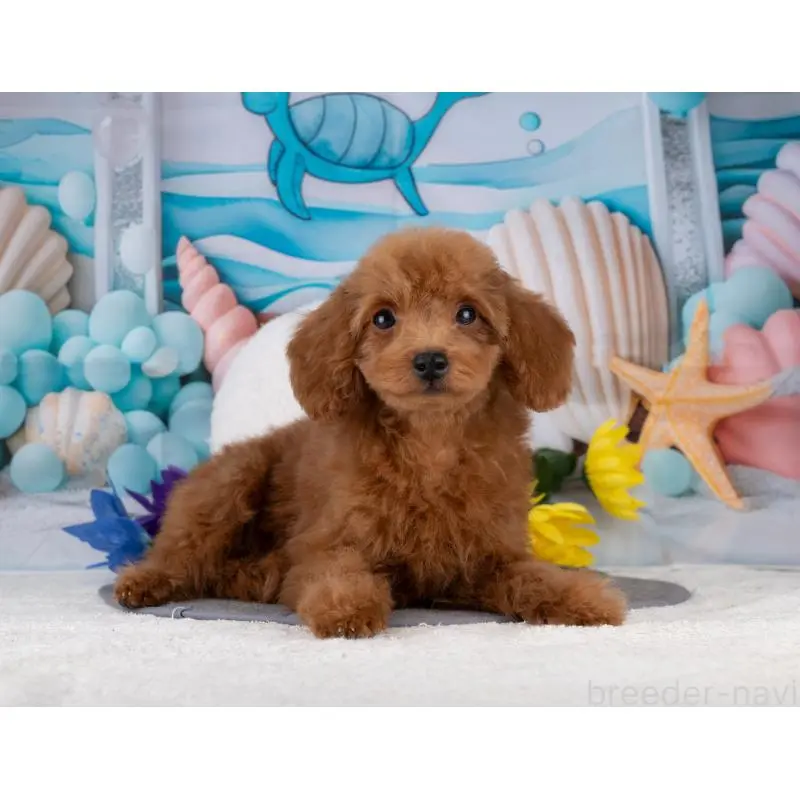 販売中の岐阜県のトイプードル-456031の6枚目