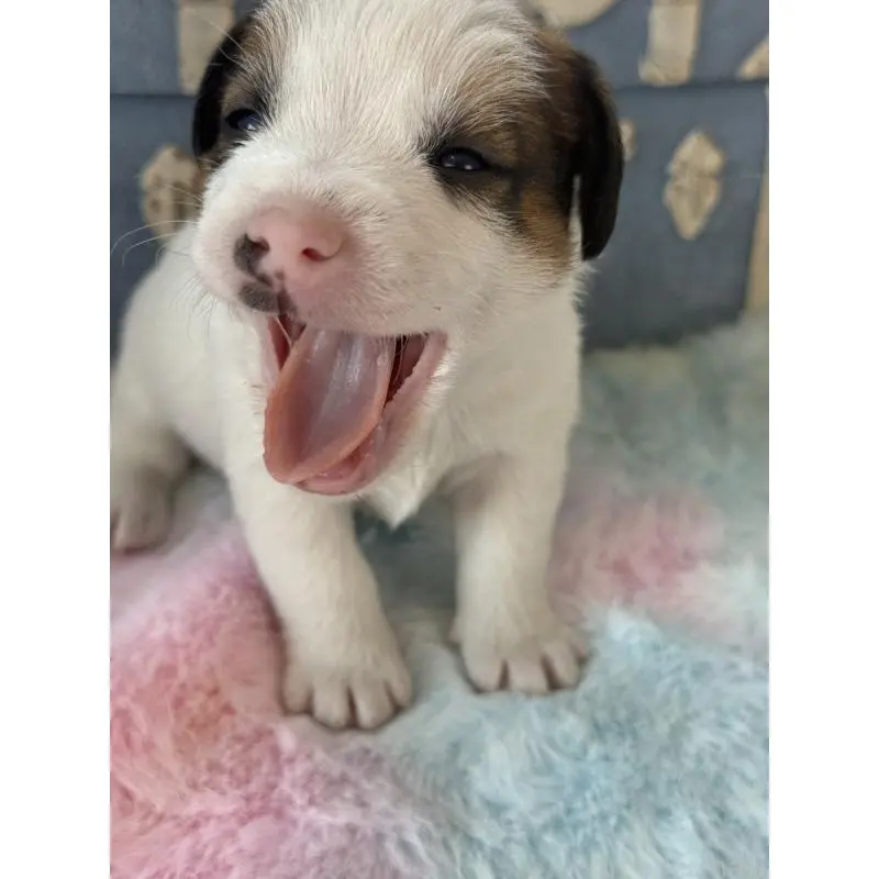 販売中の宮崎県のジャックラッセルテリア-456027の7枚目