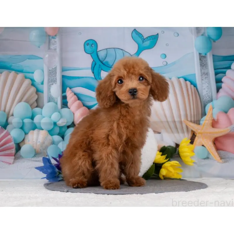 販売中の岐阜県のトイプードル-456031の5枚目