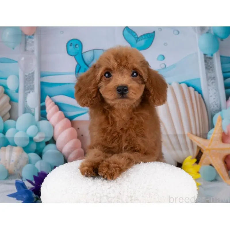 販売中の岐阜県のトイプードル-456031の4枚目