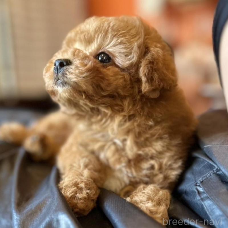 販売中の岡山県のタイニープードル-456026の6枚目