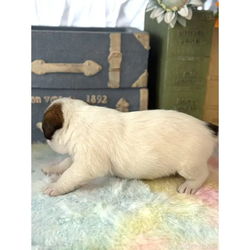 販売中の宮崎県のジャックラッセルテリア-456027の6枚目