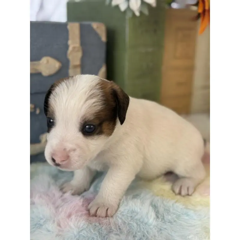 販売中の宮崎県のジャックラッセルテリア-456027の5枚目