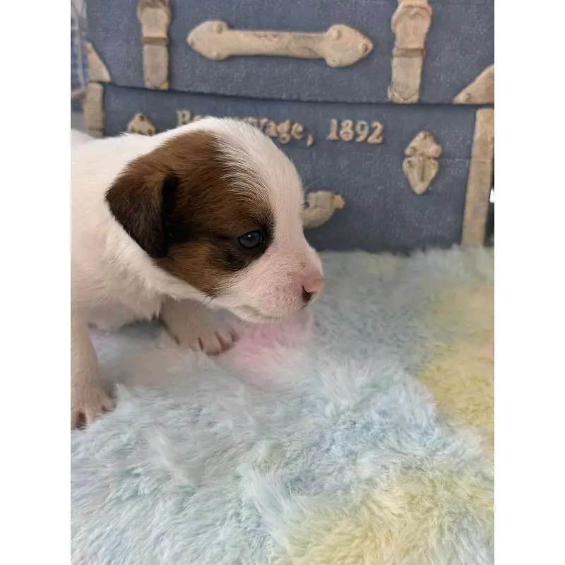 販売中の宮崎県のジャックラッセルテリア-456027の4枚目