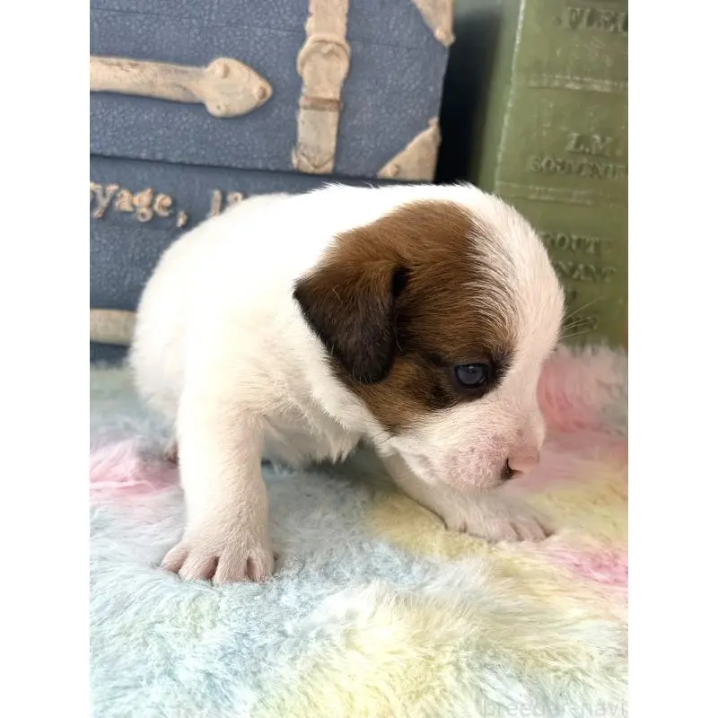 販売中の宮崎県のジャックラッセルテリア-456027の3枚目