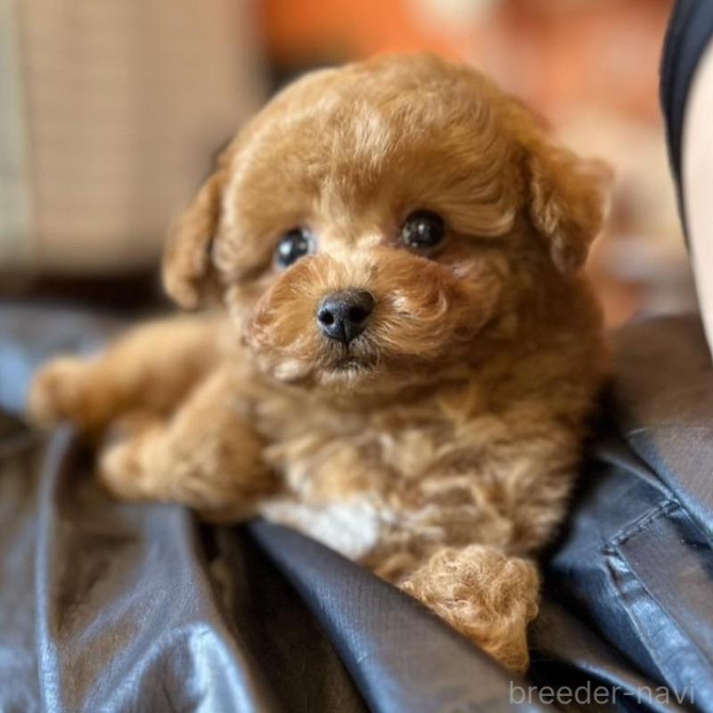 販売中の岡山県のタイニープードル-456026の5枚目