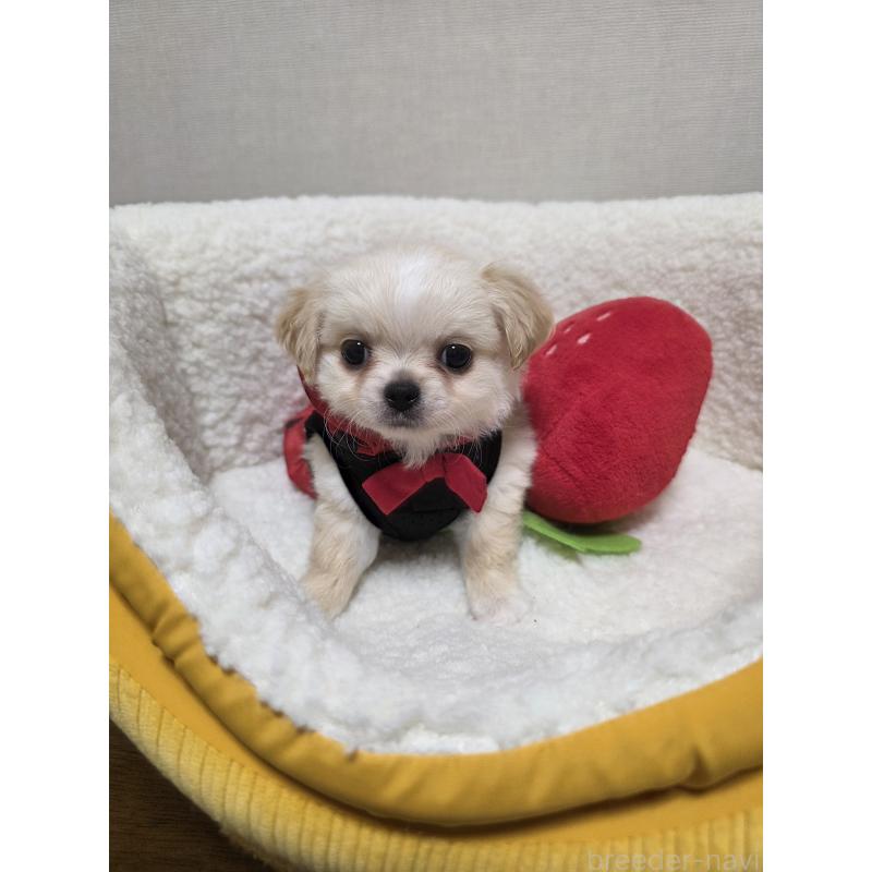 販売中の広島県のチワワ(ロングコート)-450021