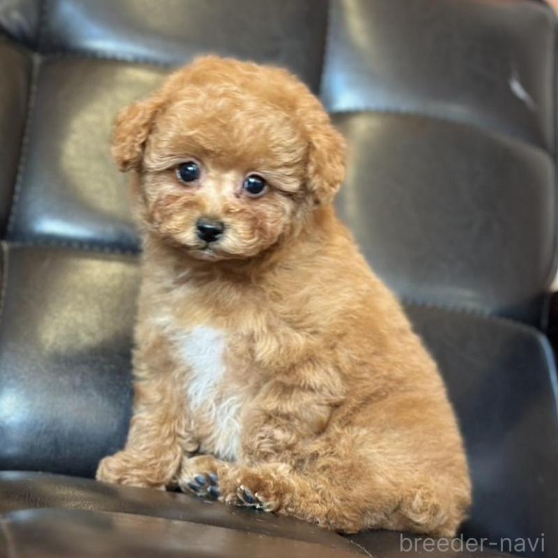 販売中の岡山県のタイニープードル-456026の4枚目