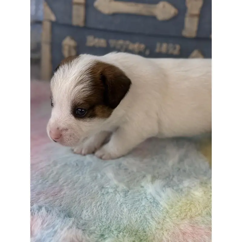 販売中の宮崎県のジャックラッセルテリア-456027の2枚目