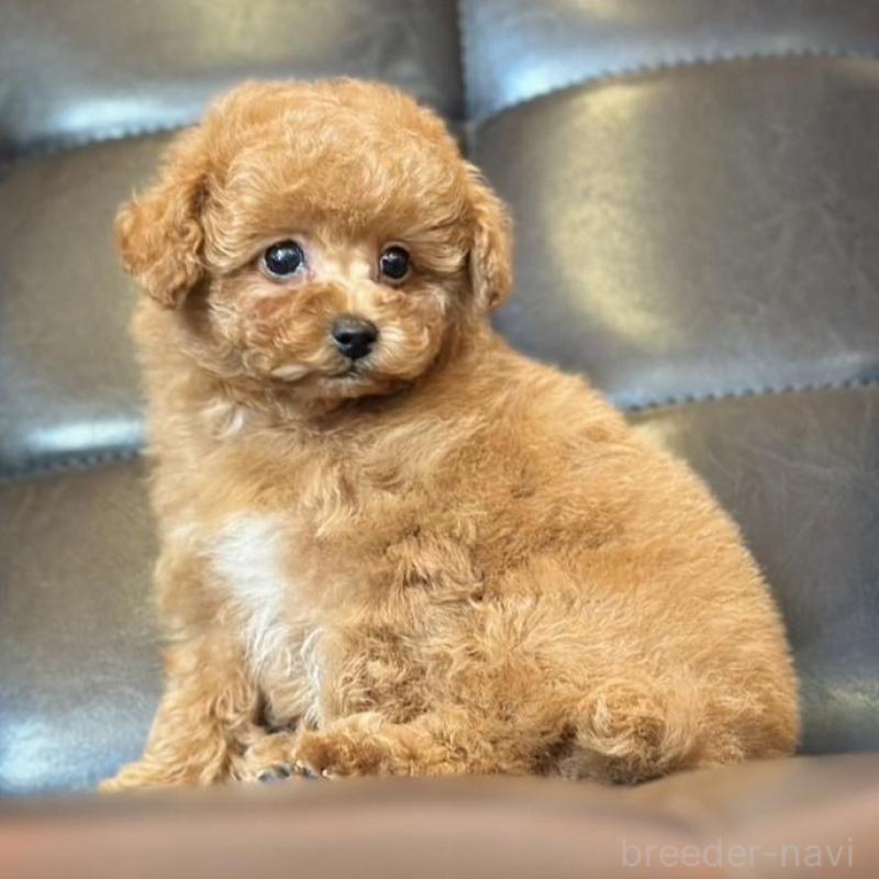 販売中の岡山県のタイニープードル-456026の3枚目