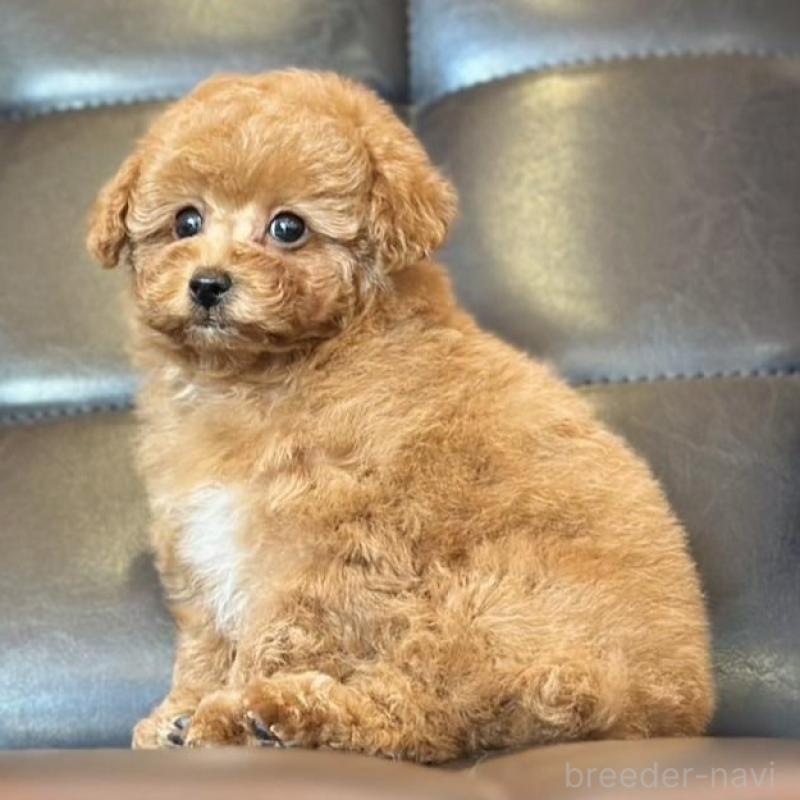 販売中の岡山県のタイニープードル-456026の2枚目