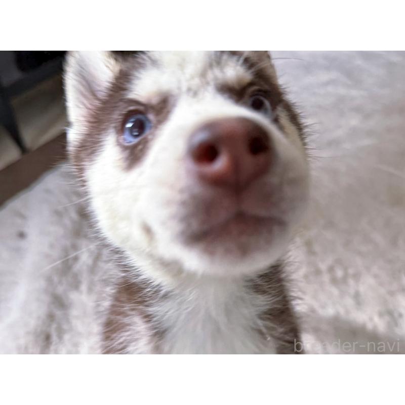 販売中の富山県のシベリアンハスキー-456028の5枚目