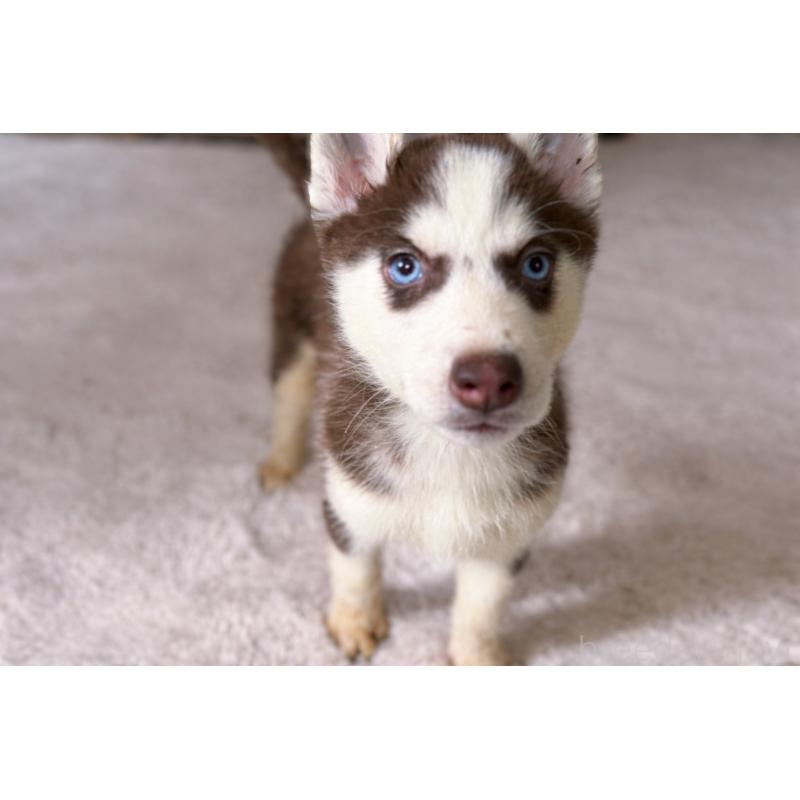 販売中の富山県のシベリアンハスキー-456028の4枚目