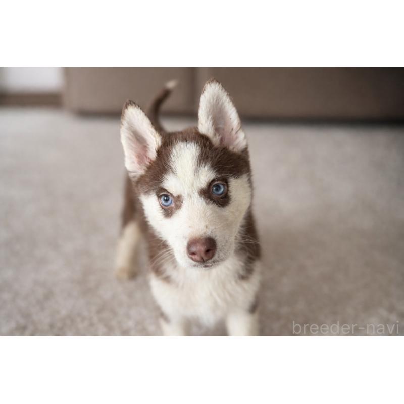 販売中の富山県のシベリアンハスキー-456028の3枚目