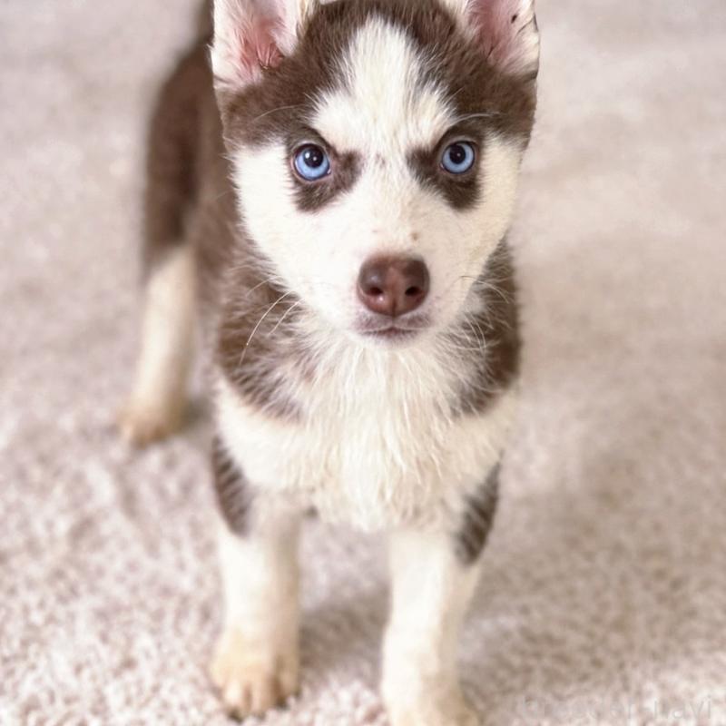 販売中の富山県のシベリアンハスキー-456028の2枚目