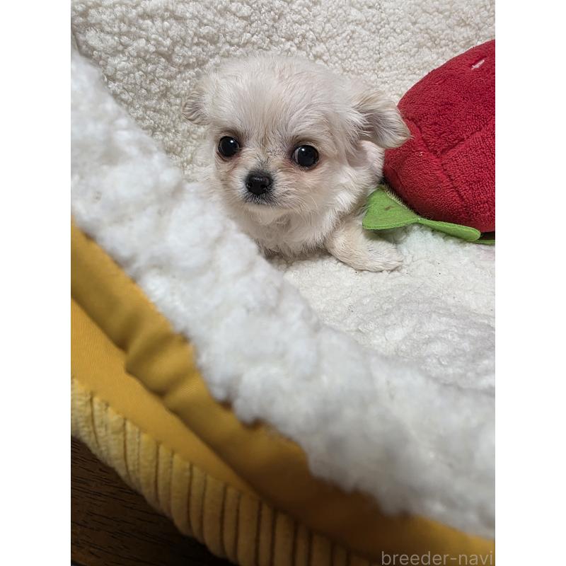 販売中の広島県のチワワ(ロングコート)-450019