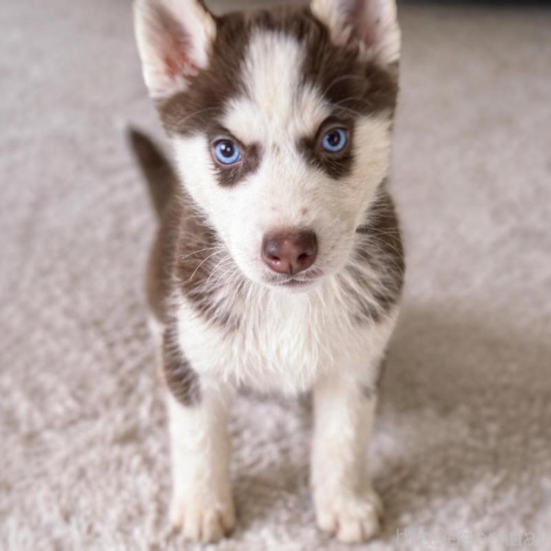 販売中の富山県のシベリアンハスキー-456028