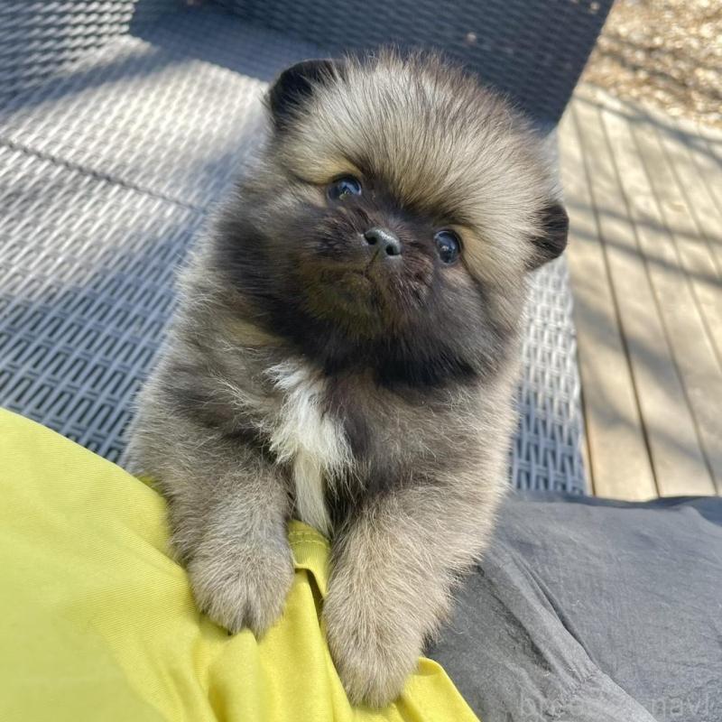 販売中の山梨県のミックス犬-456029の13枚目