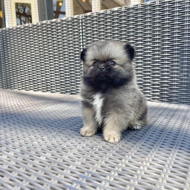 販売中の山梨県のミックス犬-456029の12枚目