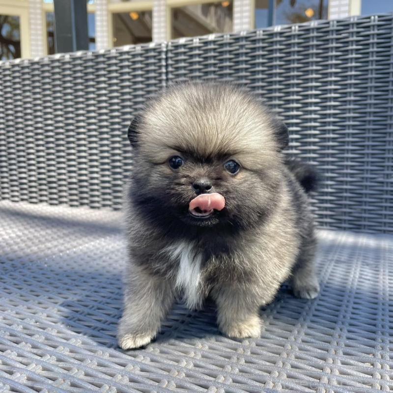 販売中の山梨県のミックス犬-456029の11枚目