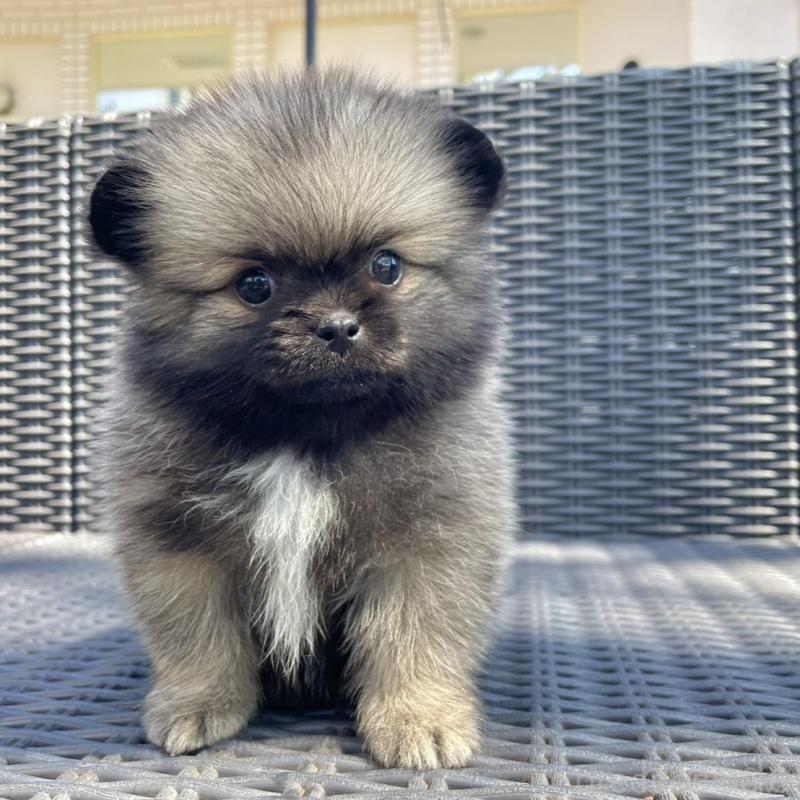 販売中の山梨県のミックス犬-456029の10枚目