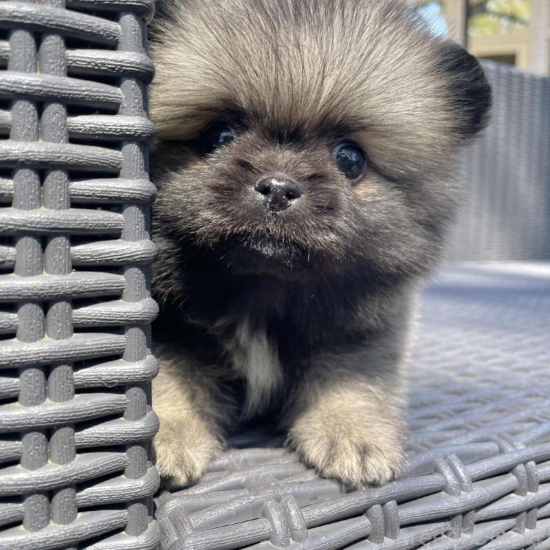 販売中の山梨県のミックス犬-456029の9枚目