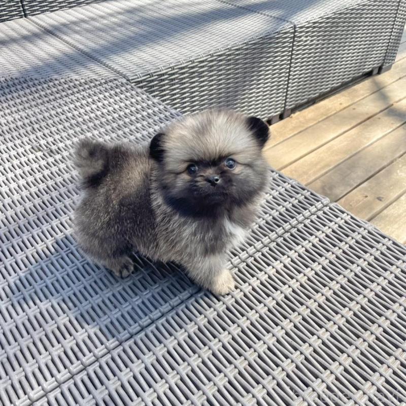 販売中の山梨県のミックス犬-456029の8枚目