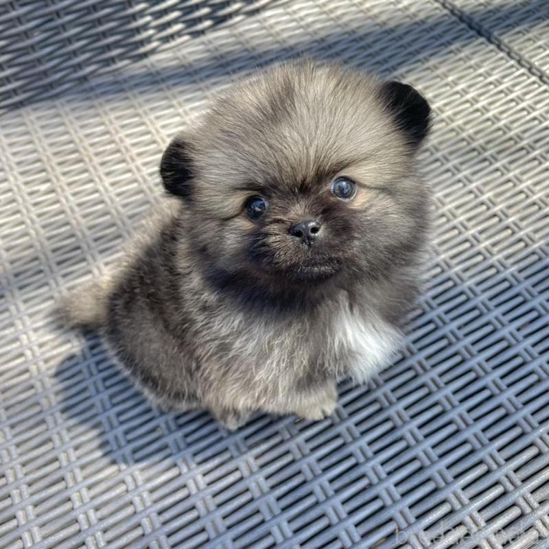 販売中の山梨県のミックス犬-456029の7枚目