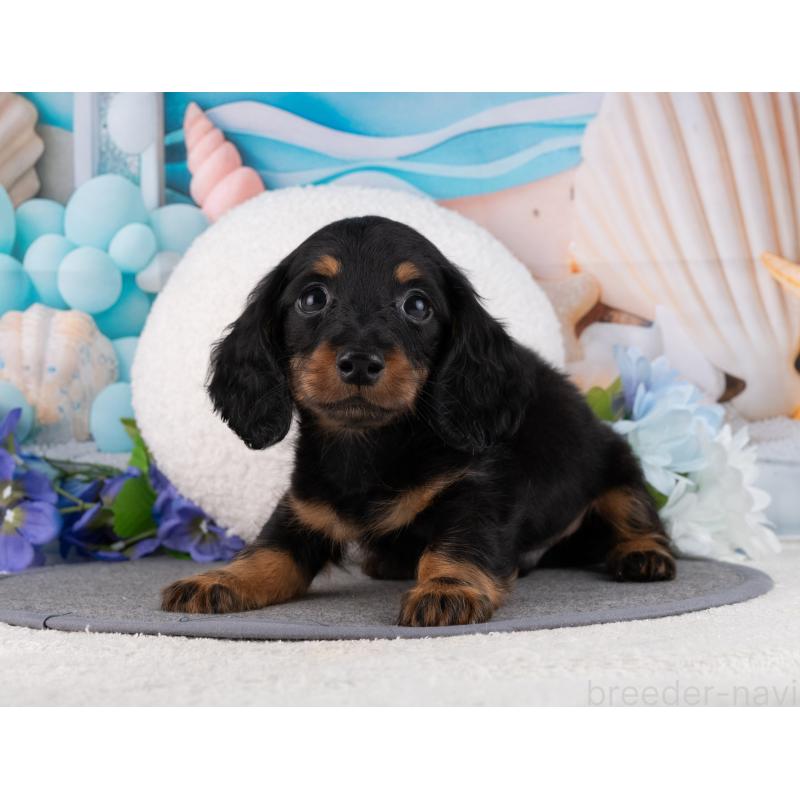 販売中の岐阜県のミニチュアダックスフンド(ロングヘアード)-456033の5枚目