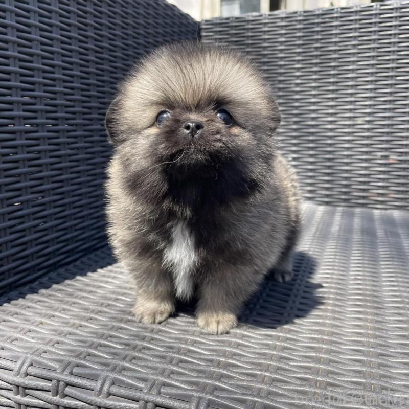 販売中の山梨県のミックス犬-456029の6枚目