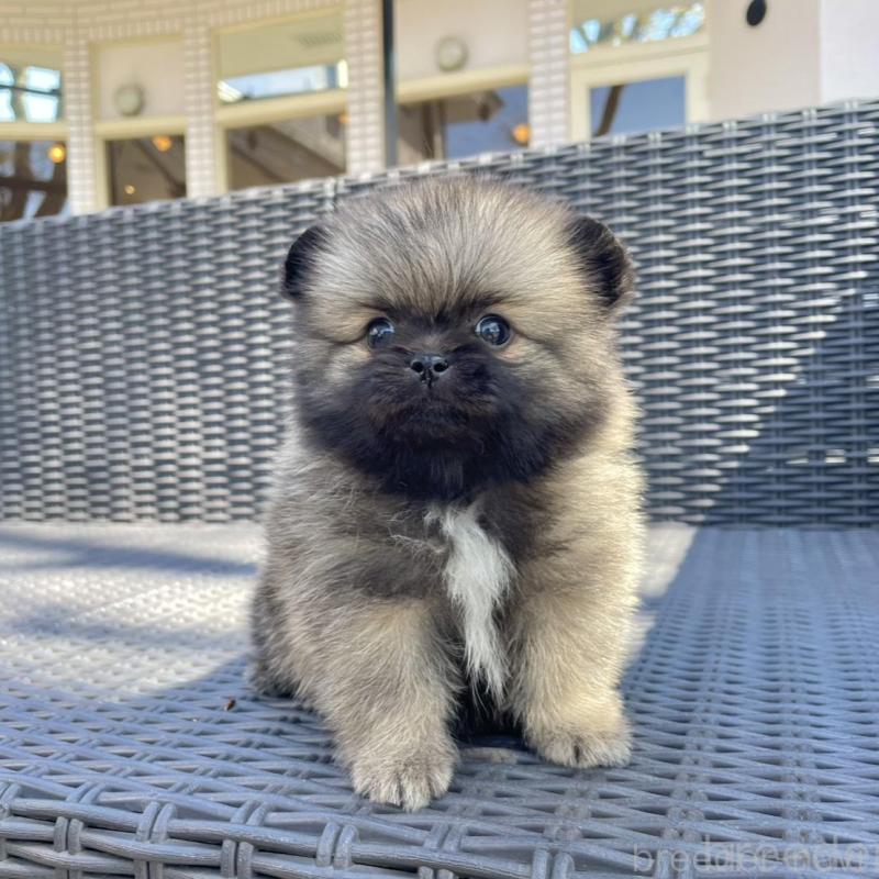 販売中の山梨県のミックス犬-456029の5枚目