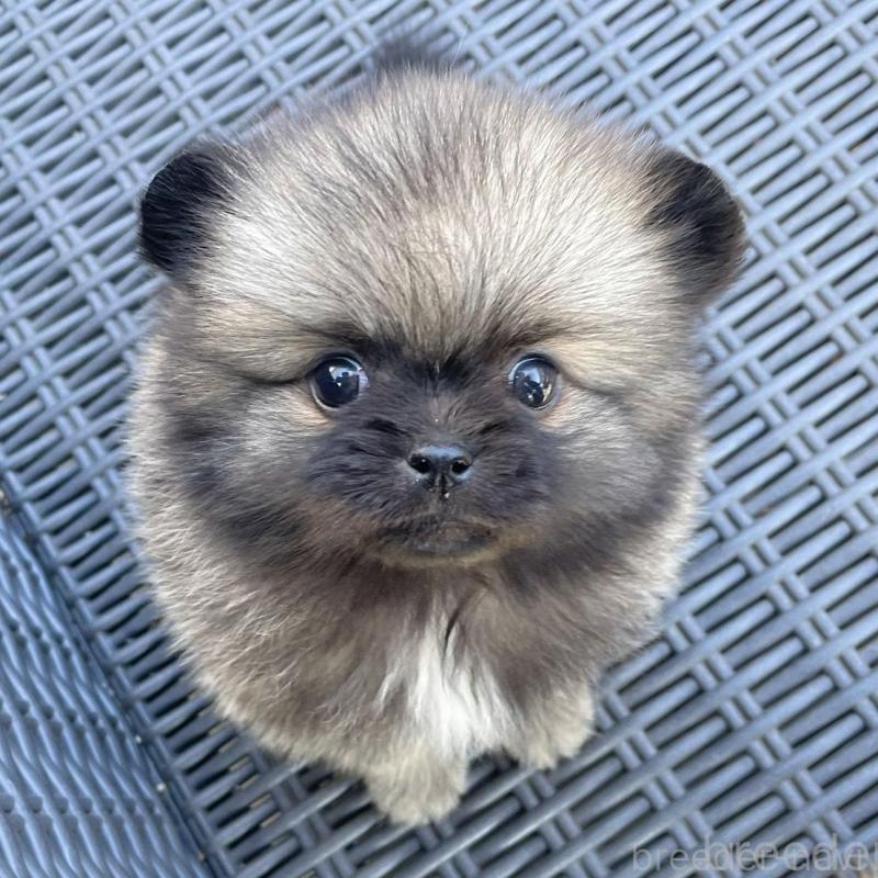 販売中の山梨県のミックス犬-456029の4枚目