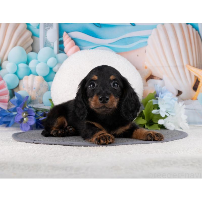 販売中の岐阜県のミニチュアダックスフンド(ロングヘアード)-456033の3枚目