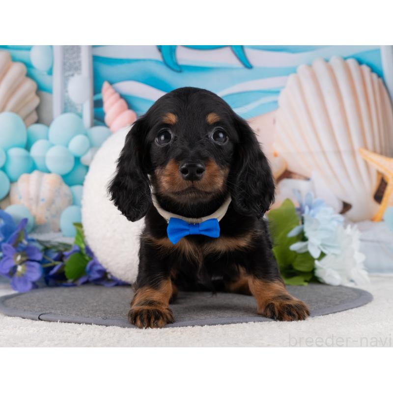 販売中の岐阜県のミニチュアダックスフンド(ロングヘアード)-456033の2枚目