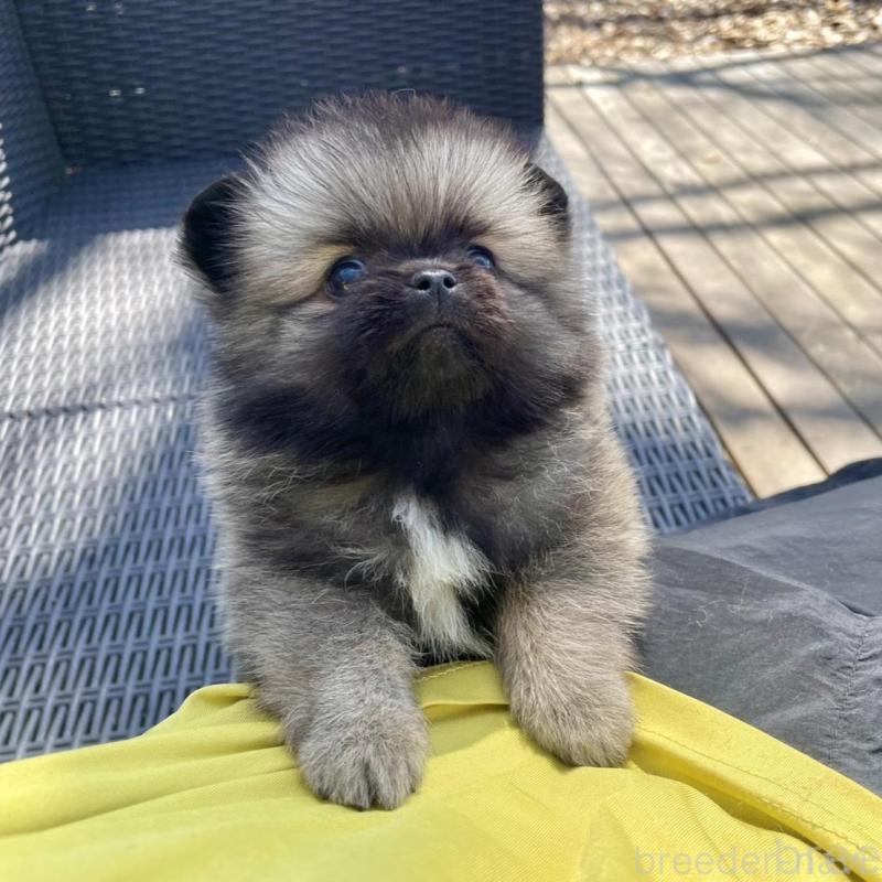 販売中の山梨県のミックス犬-456029の3枚目