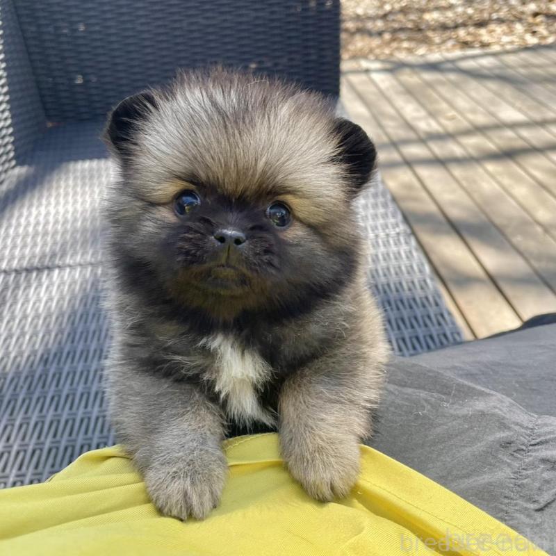 販売中の山梨県のミックス犬-456029の2枚目