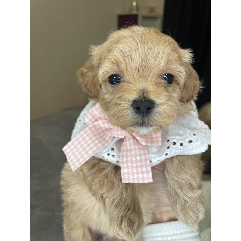 販売中の千葉県のマルプー:マルチーズ×トイプードル-456036の6枚目